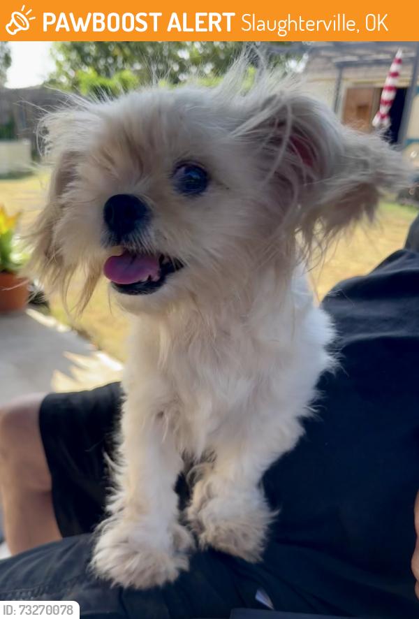 Found/Stray Female Dog last seen Maguire and 144th, Slaughterville, OK 73068