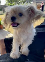 Found/Stray Female Dog last seen Maguire and 144th, Slaughterville, OK 73068