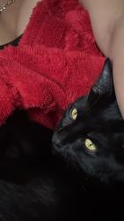 Lost Male Cat last seen West colfax, Denver, CO 80204
