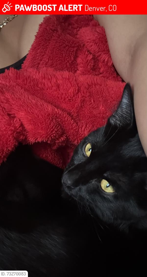 Lost Male Cat last seen West colfax, Denver, CO 80204