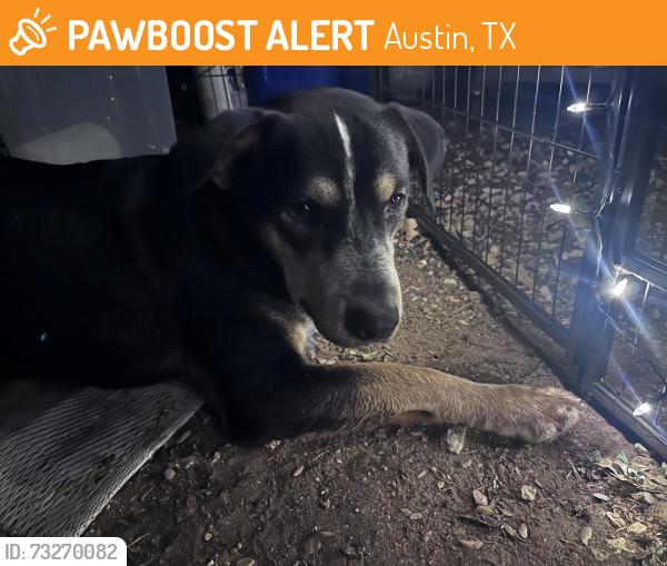 Found/Stray Male Dog last seen Park Place at Loyola apmts, Austin, TX 78724