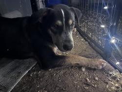 Found/Stray Male Dog last seen Park Place at Loyola apmts, Austin, TX 78724