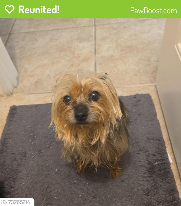 Reunited Female Dog last seen Behind the Michocana Shopping Center, Humble, TX 77346