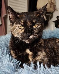 Reunited Female Cat last seen Coates Circle off Chapin Road, Benbrook, TX 76116