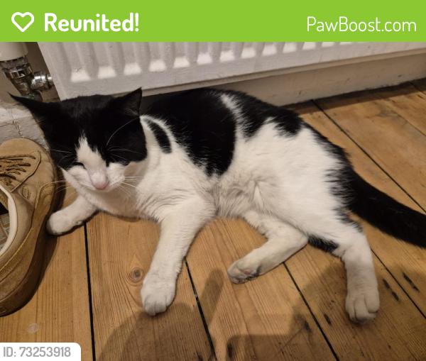Reunited Female Cat last seen Central Road, Abbotsbury Road Primary School, SM4 5JS, Greater London, England 