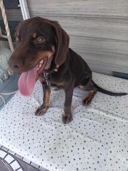 Found/Stray Female Dog last seen Near Callie Young Rd, Effingham, SC 29541