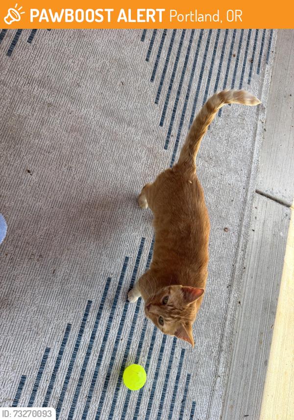 Found/Stray Unknown Cat last seen ne Alameda and 72nd street, Portland, OR 97212