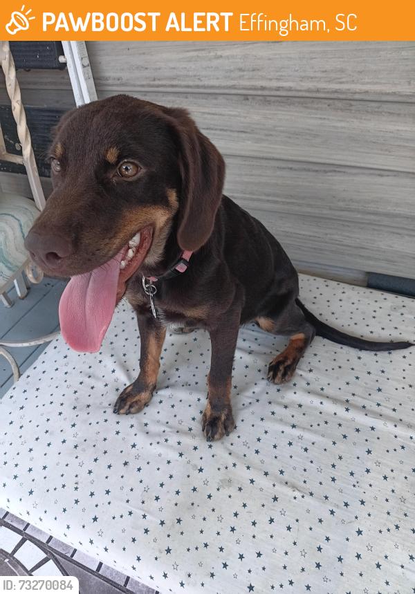Found/Stray Female Dog last seen Near Callie Young Rd, Effingham, SC 29541