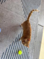Found/Stray Unknown Cat last seen ne Alameda and 72nd street, Portland, OR 97212