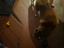 Reunited Male Dog last seen Casa Del Rio Terrace, Jacksonville, Jacksonville, FL 32257