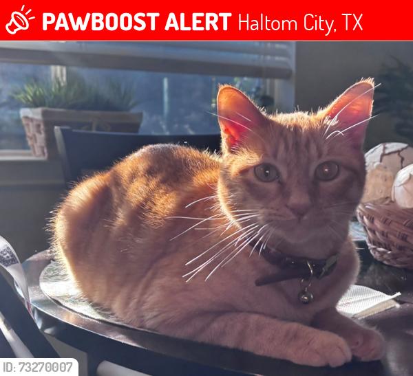 Lost Male Cat last seen Bonner Drive and Denise, Haltom City, TX 76148