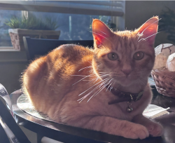 Lost Male Cat last seen Bonner Drive and Denise, Haltom City, TX 76148