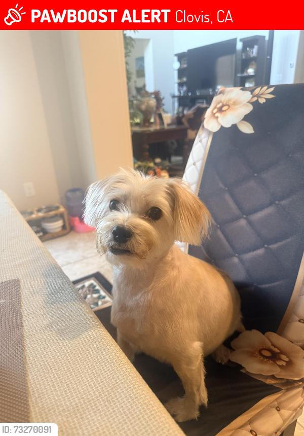 Lost Male Dog last seen Robinwood Ave and Sanders Ave., Clovis, CA 93619