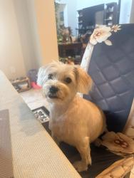 Lost Male Dog last seen Robinwood Ave and Sanders Ave., Clovis, CA 93619