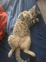 Lost Male Cat last seen Near Challenge Ln, Indianapolis, IN 46250, Indianapolis, IN 46250