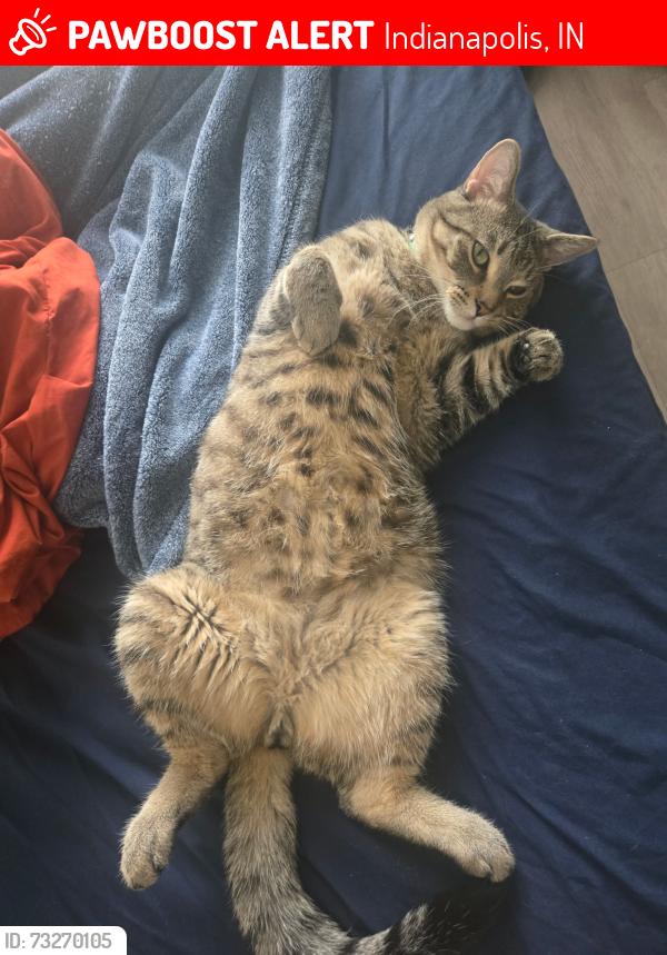 Lost Male Cat last seen Near Challenge Ln, Indianapolis, IN 46250, Indianapolis, IN 46250