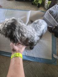 Found/Stray Female Dog last seen Between MacArthur and Rockwell, Oklahoma City, OK 73132
