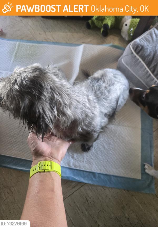 Found/Stray Female Dog last seen Between MacArthur and Rockwell, Oklahoma City, OK 73132