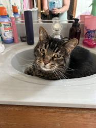 Reunited Male Cat last seen Near and 94, Kenosha, WI 53142