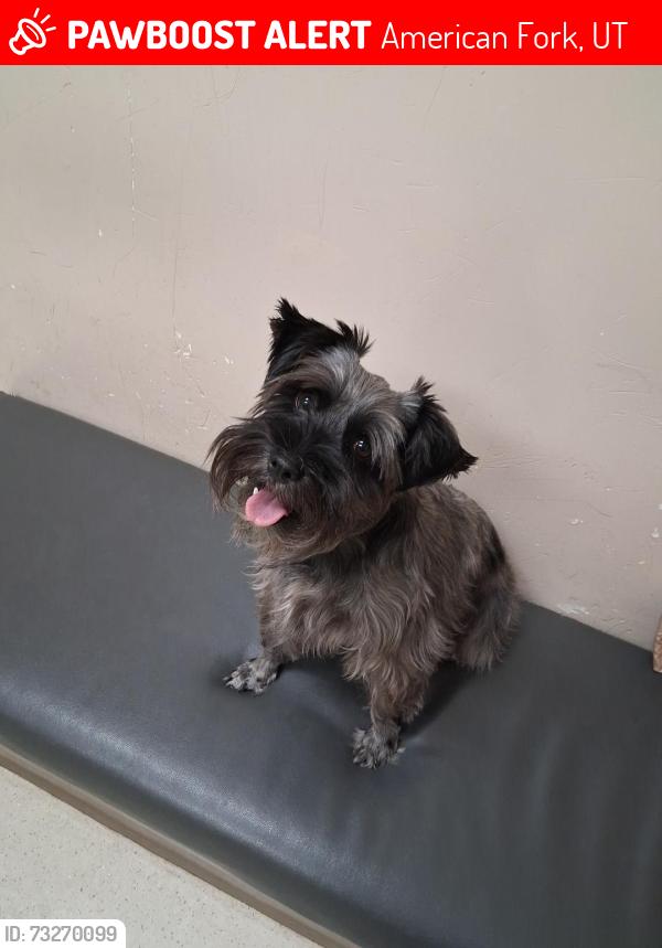 Lost Female Dog last seen Near No.500 W, American Fork, UT 84003
