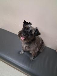 Lost Female Dog last seen Near No.500 W, American Fork, UT 84003