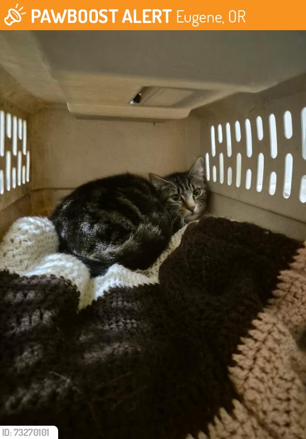 Found/Stray Male Cat last seen 19th and Kincaid st, Eugene, OR 97405