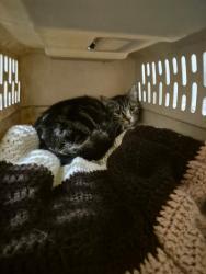 Found/Stray Male Cat last seen 19th and Kincaid st, Eugene, OR 97405