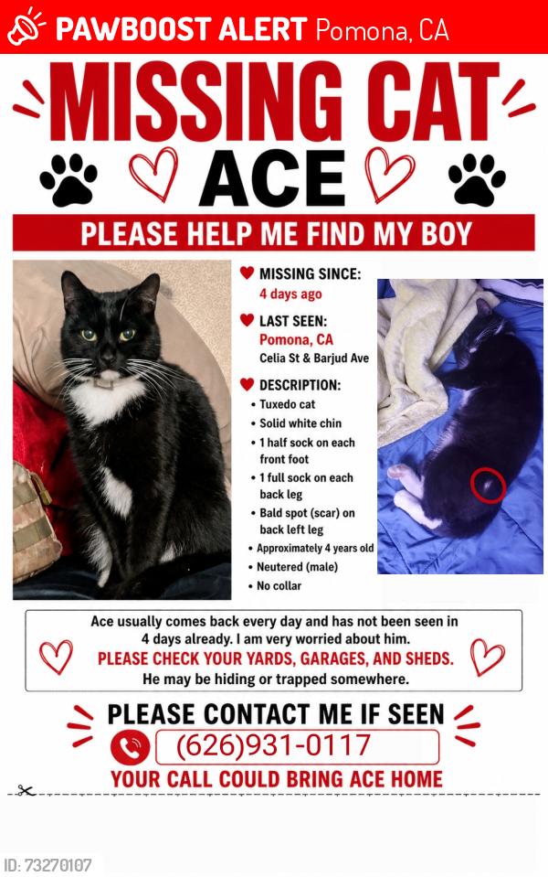 Lost Male Cat last seen Near perez market, Pomona, CA 91768