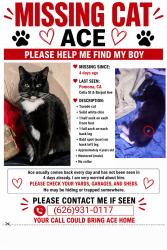 Lost Male Cat last seen Near perez market, Pomona, CA 91768