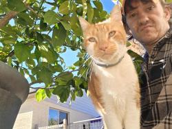 Lost Male Cat last seen circle drive, west end, Austin, TX 78736