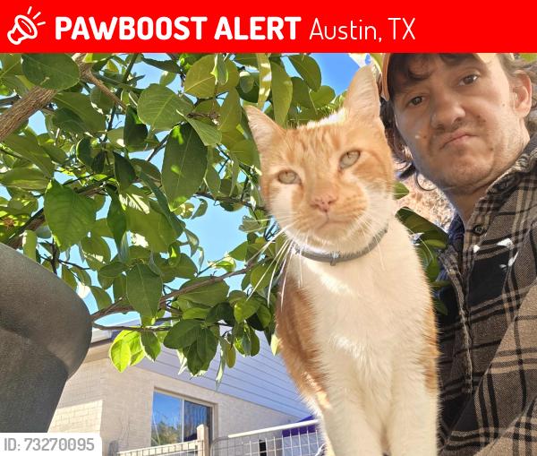 Lost Male Cat last seen circle drive, west end, Austin, TX 78736