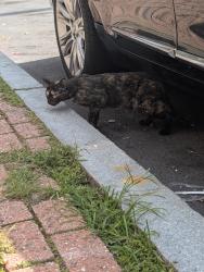 Found/Stray Unknown Cat last seen Near dog park, Albany, NY 12210