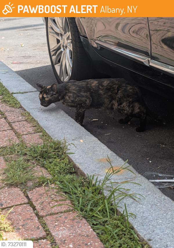 Found/Stray Unknown Cat last seen Near dog park, Albany, NY 12210