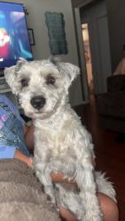 Reunited Male Dog last seen Shoshone st, Denver, CO 80204