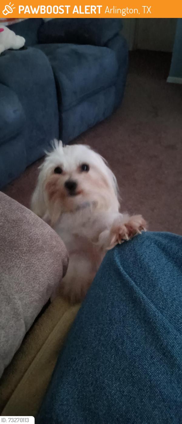 Found/Stray Unknown Dog last seen Vandergriff Dr and bardin, Arlington, TX 76017