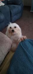 Found/Stray Unknown Dog last seen Vandergriff Dr and bardin, Arlington, TX 76017