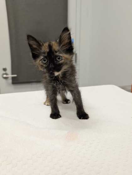 Shelter Stray Female Cat last seen E 31st St & Prospect Ave, 64128, MO, 7077 Elmwood Ave, Kansas City, MO 64132, USA