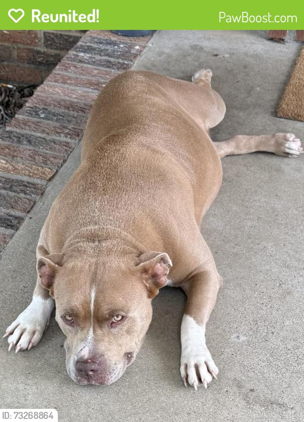 Reunited Female Dog last seen Epps mill Rd., Christiana, TN 37037