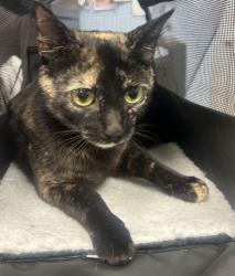 Shelter Stray Female Cat last seen Near Greenhedge Ct, Stone Mountain, GA 30088, 30088, GA, 3280 Chamblee Dunwoody Rd, Chamblee, GA 30341, USA