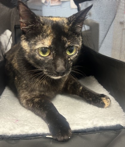 Shelter Stray Female Cat last seen Near Greenhedge Ct, Stone Mountain, GA 30088, 30088, GA, 3280 Chamblee Dunwoody Rd, Chamblee, GA 30341, USA