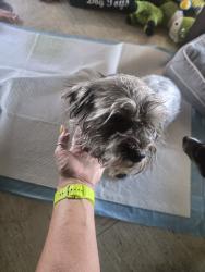 Found/Stray Female Dog last seen In between Rockwell and MacArthur right next door to the Feast Buffet, Oklahoma City, OK 73132