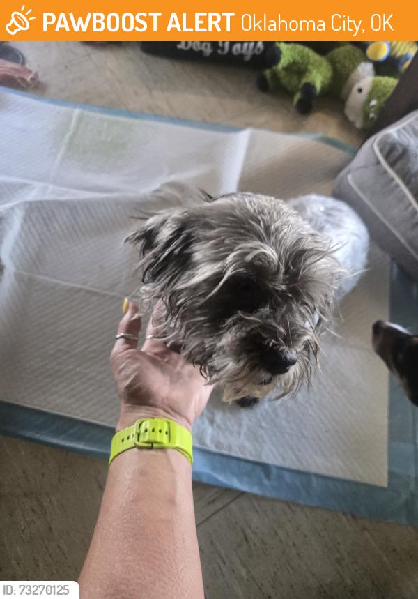 Found/Stray Female Dog last seen In between Rockwell and MacArthur right next door to the Feast Buffet, Oklahoma City, OK 73132