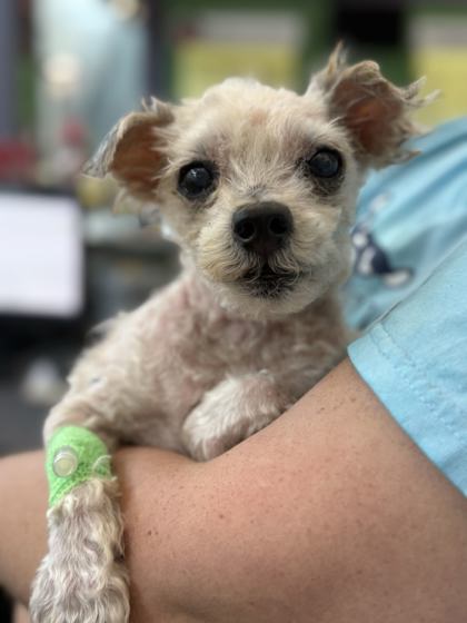 Shelter Stray Male Dog last seen Front Cove of House, Memphis, TN, 935 Farm Rd, Memphis, TN 38134, USA