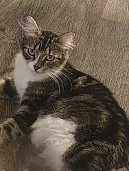 Found/Stray Female Cat last seen Near ne minnehaha st, Vancouver, WA 98665