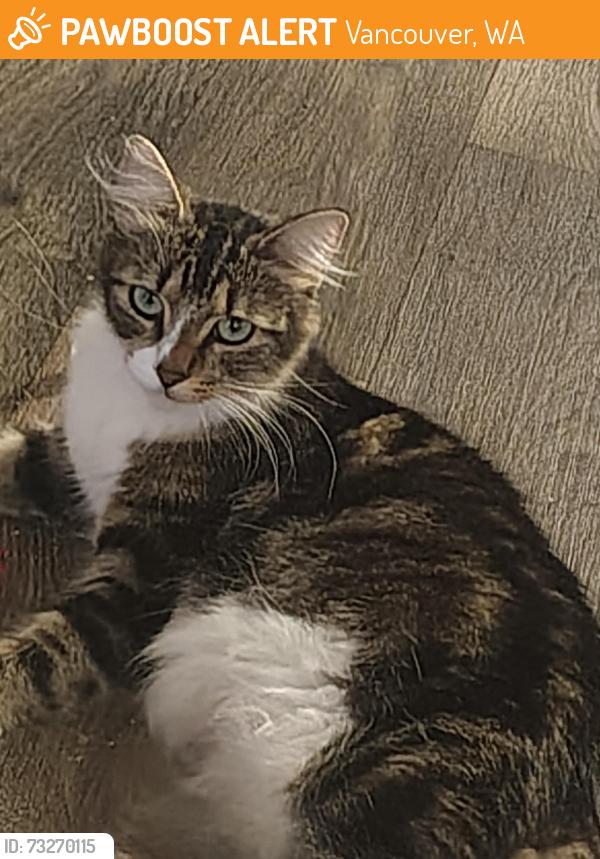 Found/Stray Female Cat last seen Near ne minnehaha st, Vancouver, WA 98665