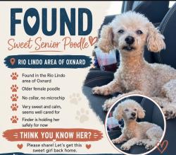 Found/Stray Female Dog last seen Snow Ave- Rio lindo school, Oxnard, CA 93036