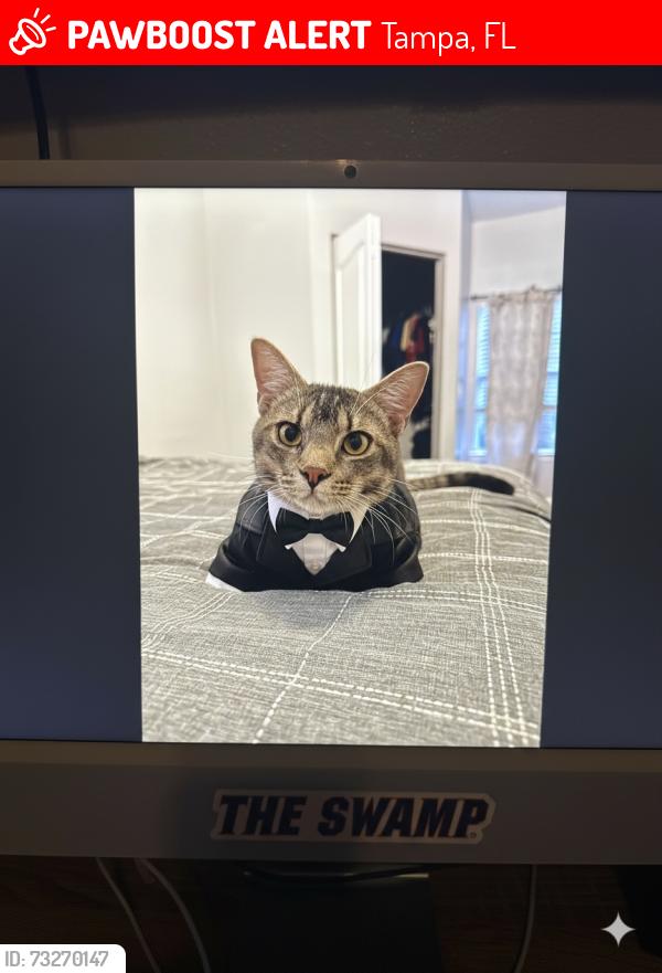 Lost Male Cat last seen Near S Dale Mabry hwy, Tampa, FL 33611