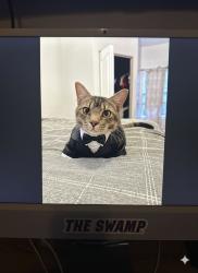 Lost Male Cat last seen Near S Dale Mabry hwy, Tampa, FL 33611