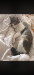 Lost Male Cat last seen Across the street (sunset) at the neighbors hse, San Angelo, TX 76904