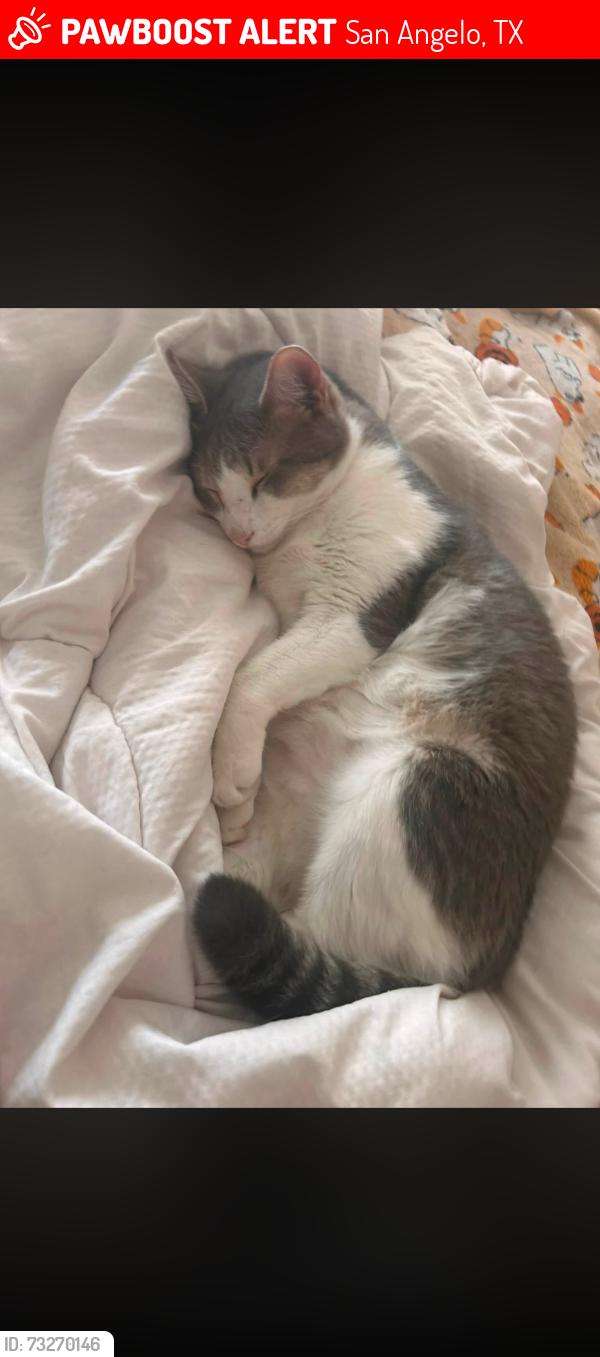 Lost Male Cat last seen Across the street (sunset) at the neighbors hse, San Angelo, TX 76904